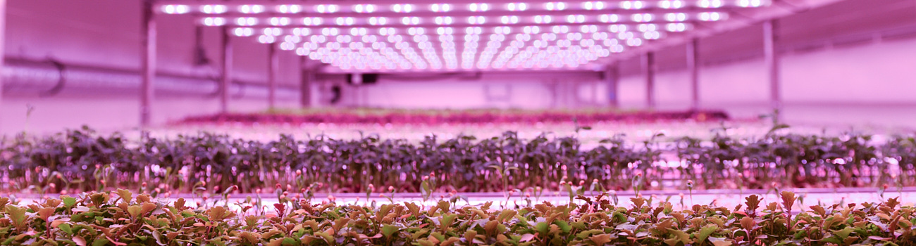 image of plants inside vertical farm